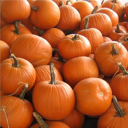 Big Max Squash