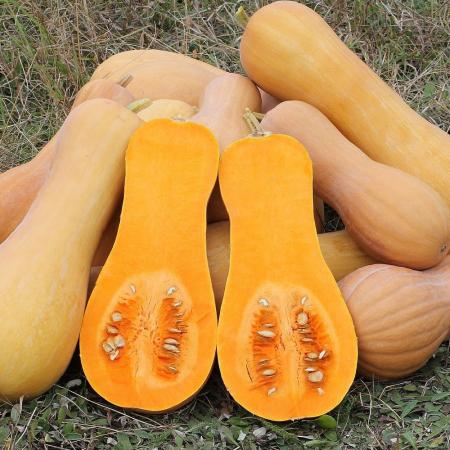 Butternut  Orta Bal Kabağı