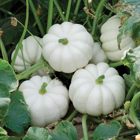 Beyaz Mini Bal Kabağı