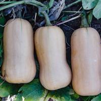 Butternut  Orta Bal Kabağı