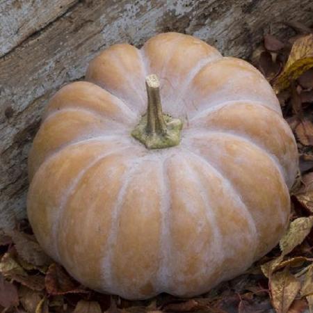 Muscat Squash