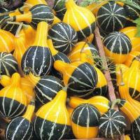 PEAR BECOLAR SQUASH Minik Süs Kabağı