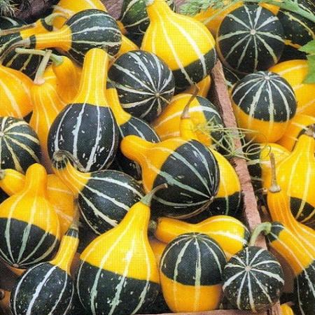 PEAR BECOLAR SQUASH Minik Süs Kabağı