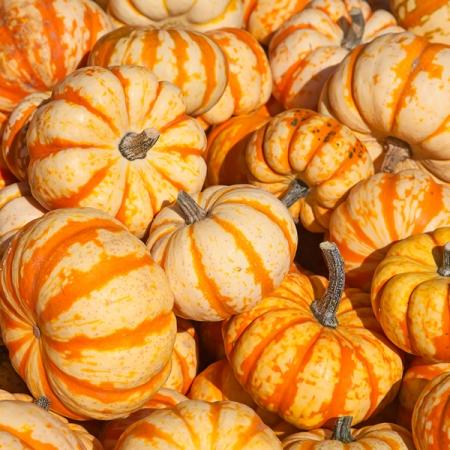 Sweet Lightening Winter Squash