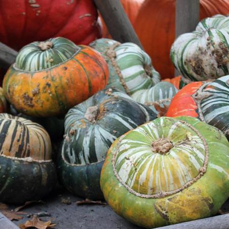 TURBAN SQUASH Minik Süs Kabağı