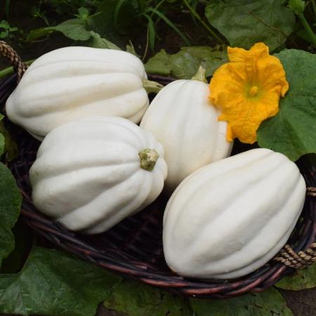 White Accorn Squash